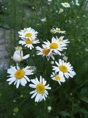 Tripleurospermum inodorum