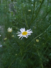 Tripleurospermum inodorum