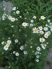 Tripleurospermum inodorum