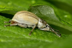 Aphrastus taeniatus