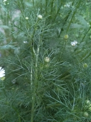 Tripleurospermum inodorum