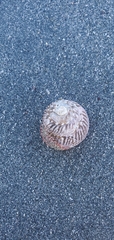 Vetigastropoda