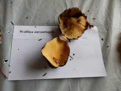 Wolfina aurantiopsis image