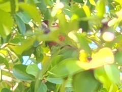Psittacara mitratus
