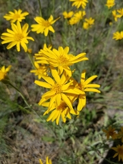 Arnica sororia
