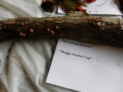 Microstoma floccosum