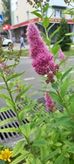 Spiraea salicifolia