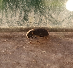 Hadrobregmus pertinax