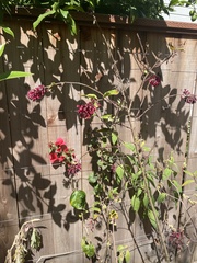 Cestrum elegans