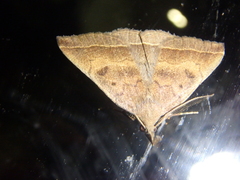 Pechipogo plumigeralis