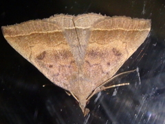 Pechipogo plumigeralis
