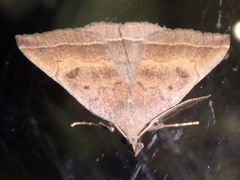 Pechipogo plumigeralis
