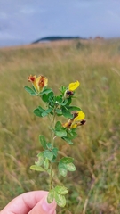 Chamaecytisus supinus
