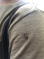 Colobothea macularis