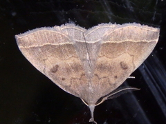 Pechipogo plumigeralis