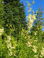 Filipendula ulmaria