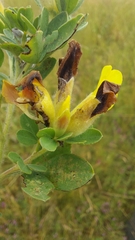 Chamaecytisus supinus