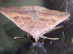 Pechipogo plumigeralis