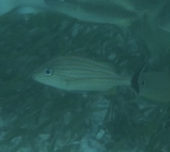 Haemulon carbonarium