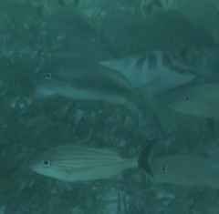 Haemulon carbonarium