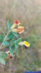 Chamaecytisus supinus