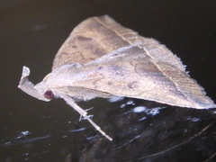 Pechipogo plumigeralis