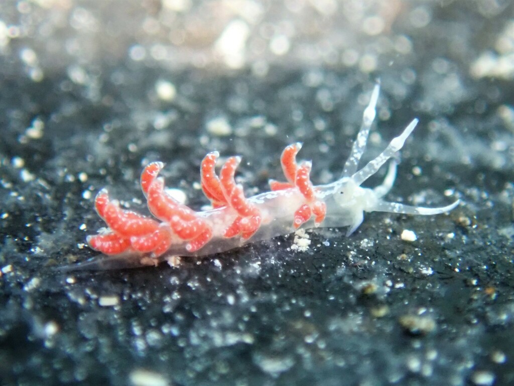 Ringipleura