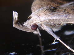 Pechipogo plumigeralis