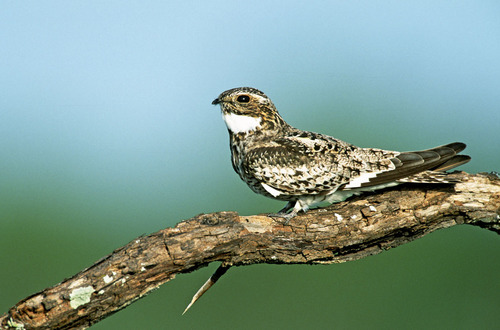 Common Nighthawk
