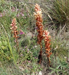 Orobanche kochii