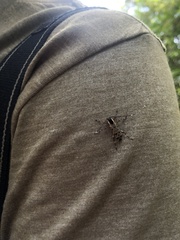 Colobothea macularis