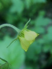 Geum × intermedium