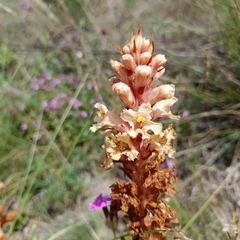 Orobanche kochii
