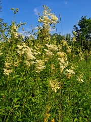Filipendula ulmaria