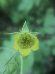 Geum × intermedium