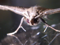 Pechipogo plumigeralis