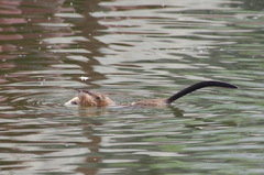 Ondatra zibethicus