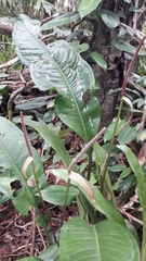 Anthurium loefgrenii