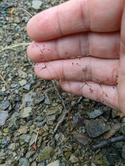 Galium tenuissimum