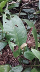 Anthurium loefgrenii