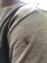 Colobothea macularis