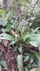 Anthurium loefgrenii