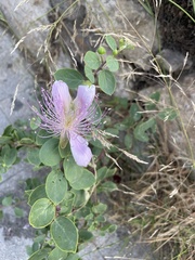 Capparis orientalis