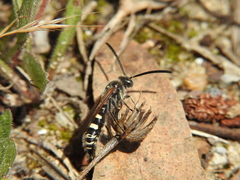 Colpa quinquecincta