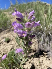 Penstemon eriantherus