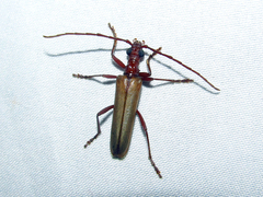 Centrodera decolorata