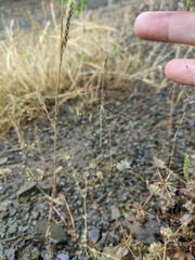 Galium tenuissimum