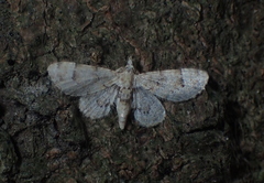 Gymnoscelis admixtaria