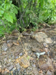 Galium tenuissimum