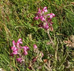 Pedicularis gyroflexa